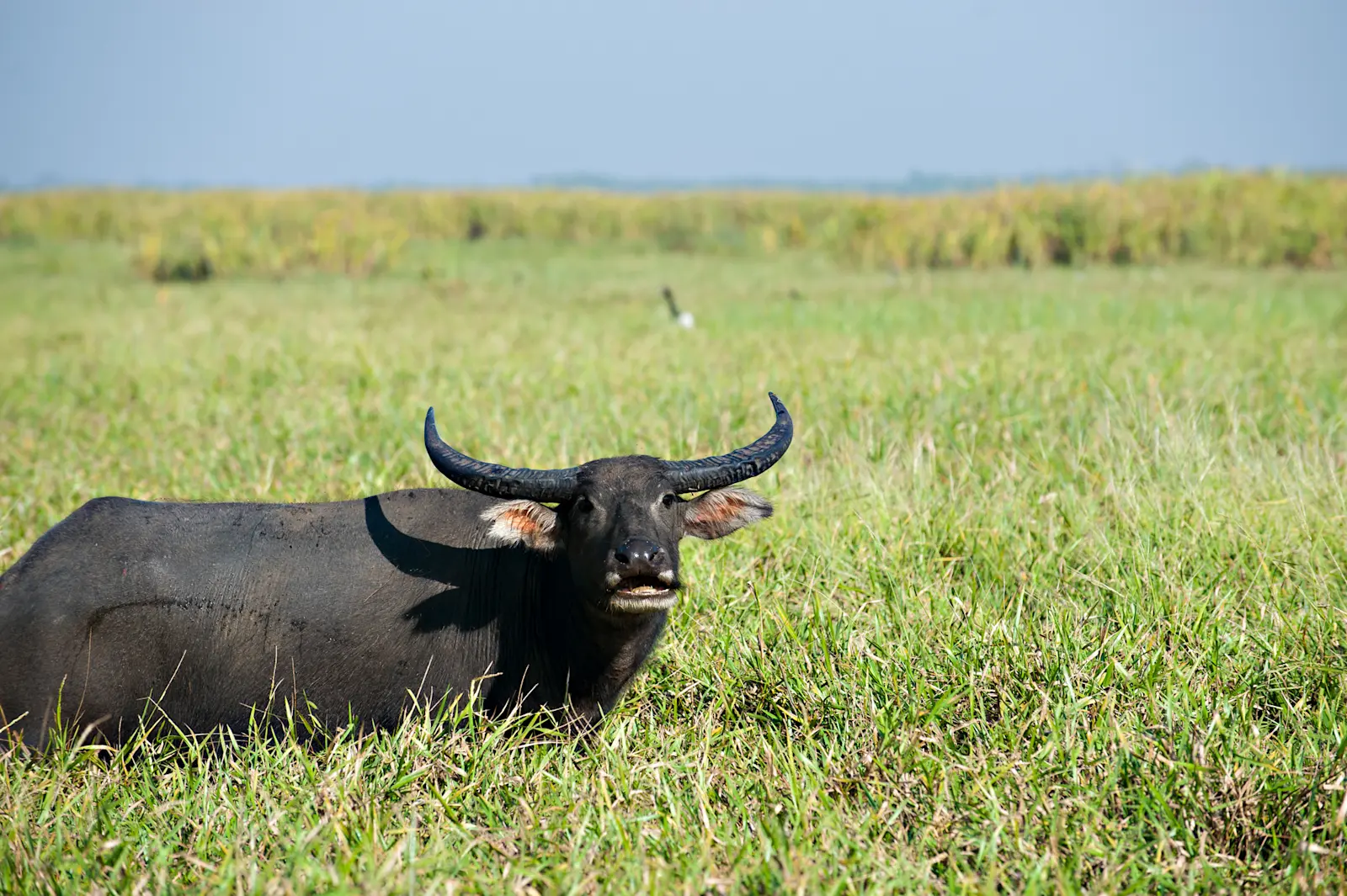 Water buffalo at Bamurru Plains, NT © Lords Safaris 

 