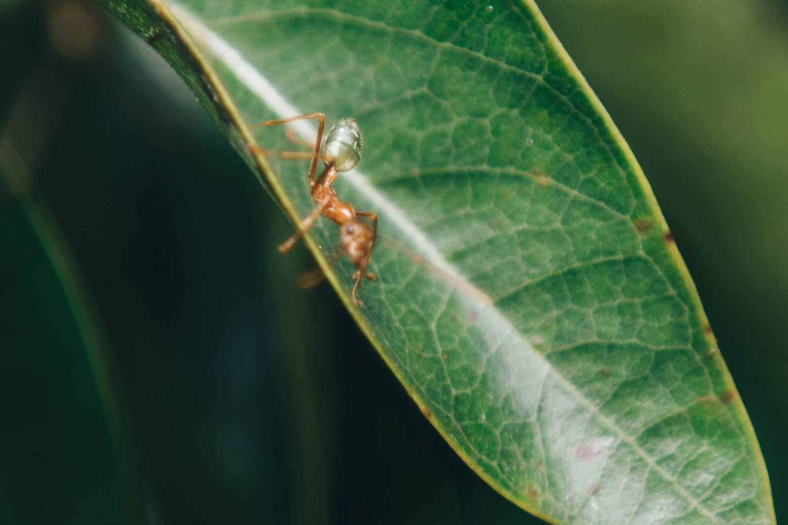 Green Ant, Daintree Rainforest, Queensland