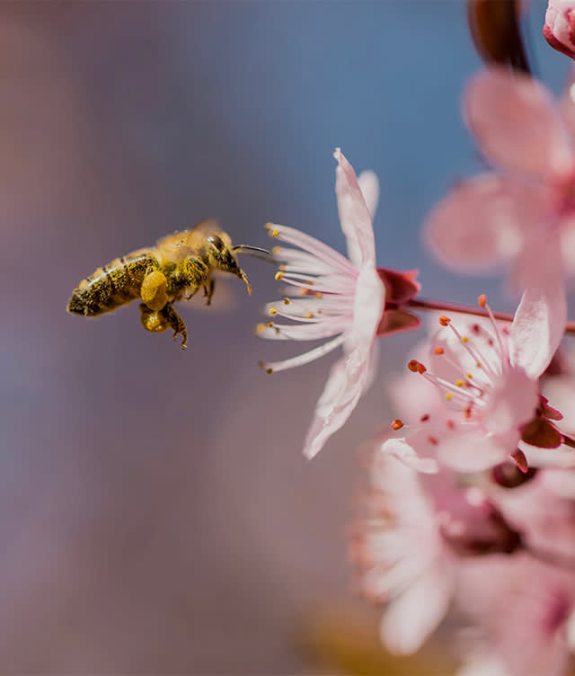 ESP - bee