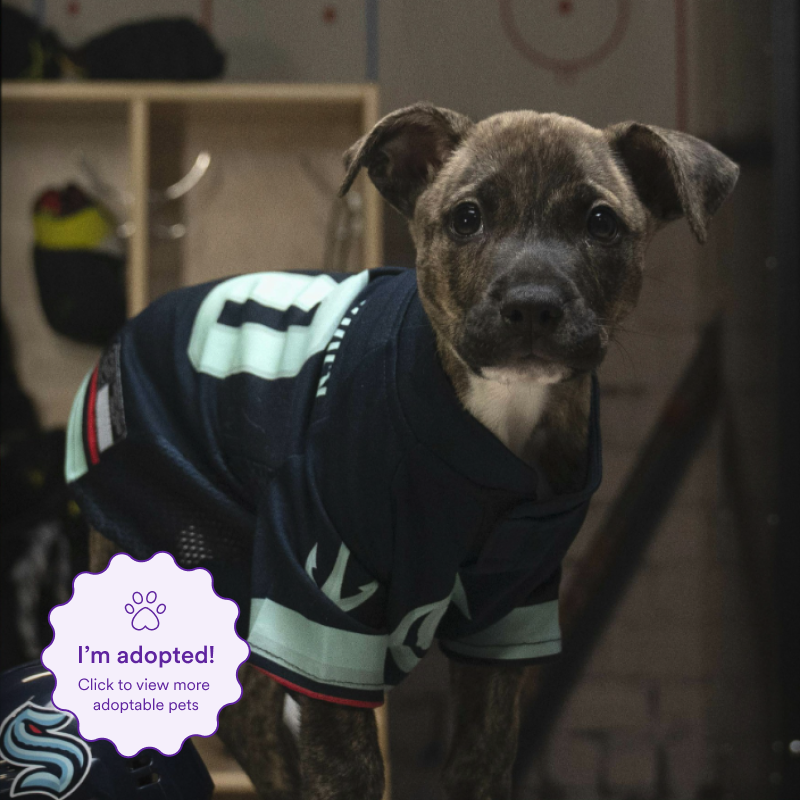 Image of Top Shelf aka Jared McCanine