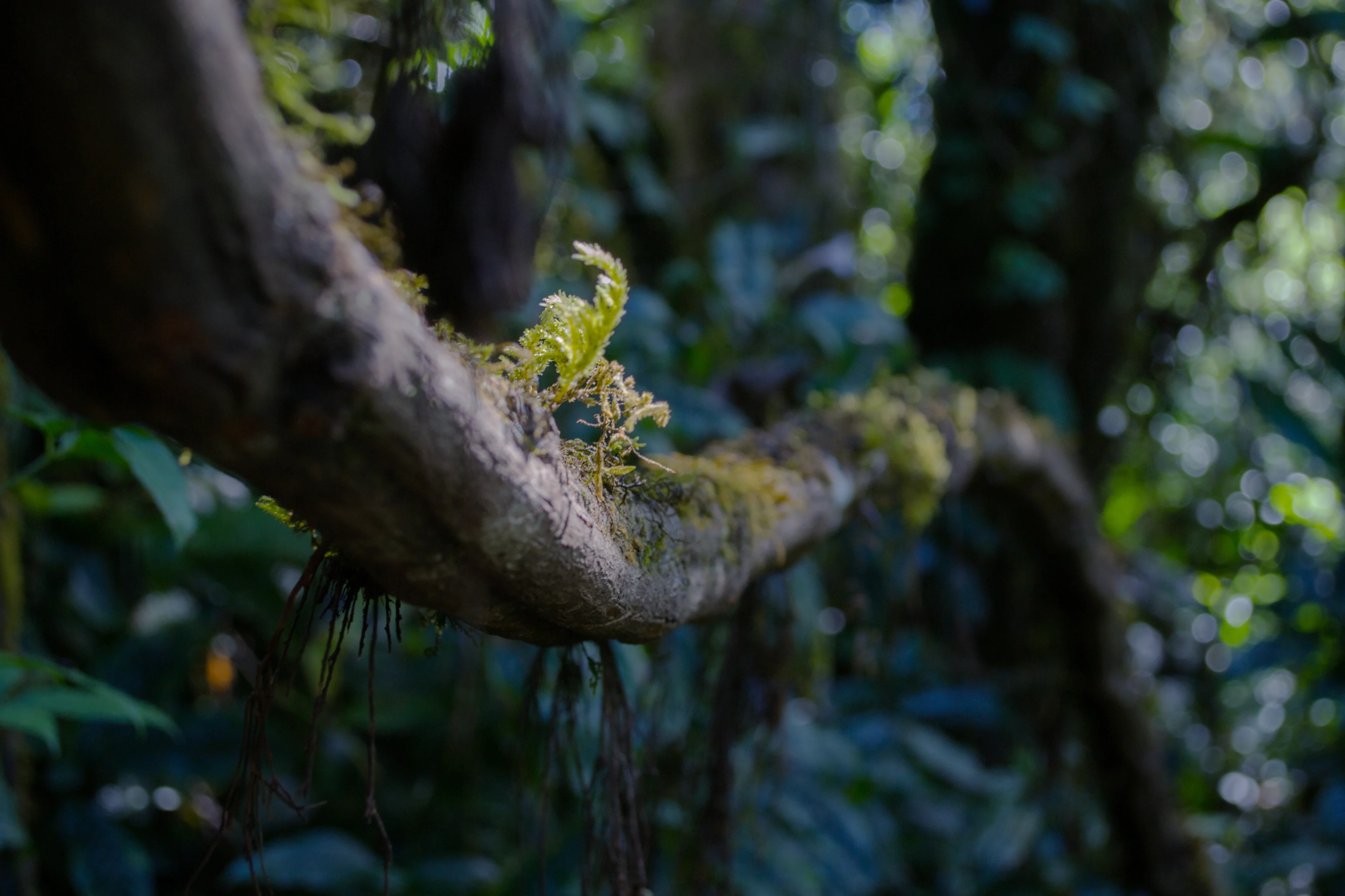 A tree branch in a forest