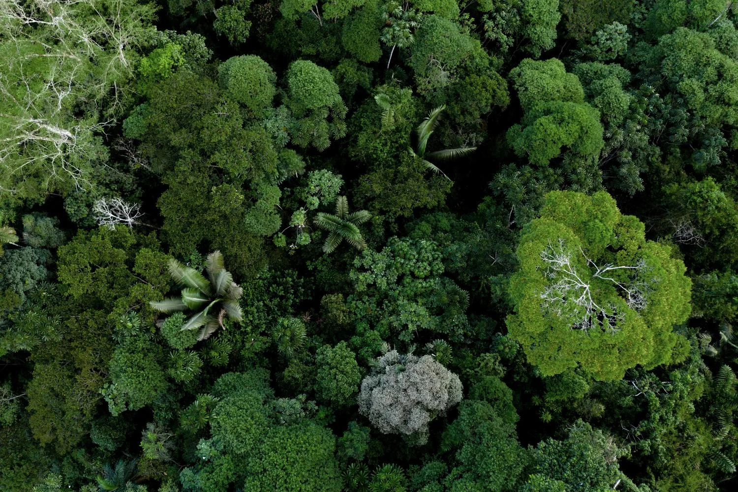 protecting forests
