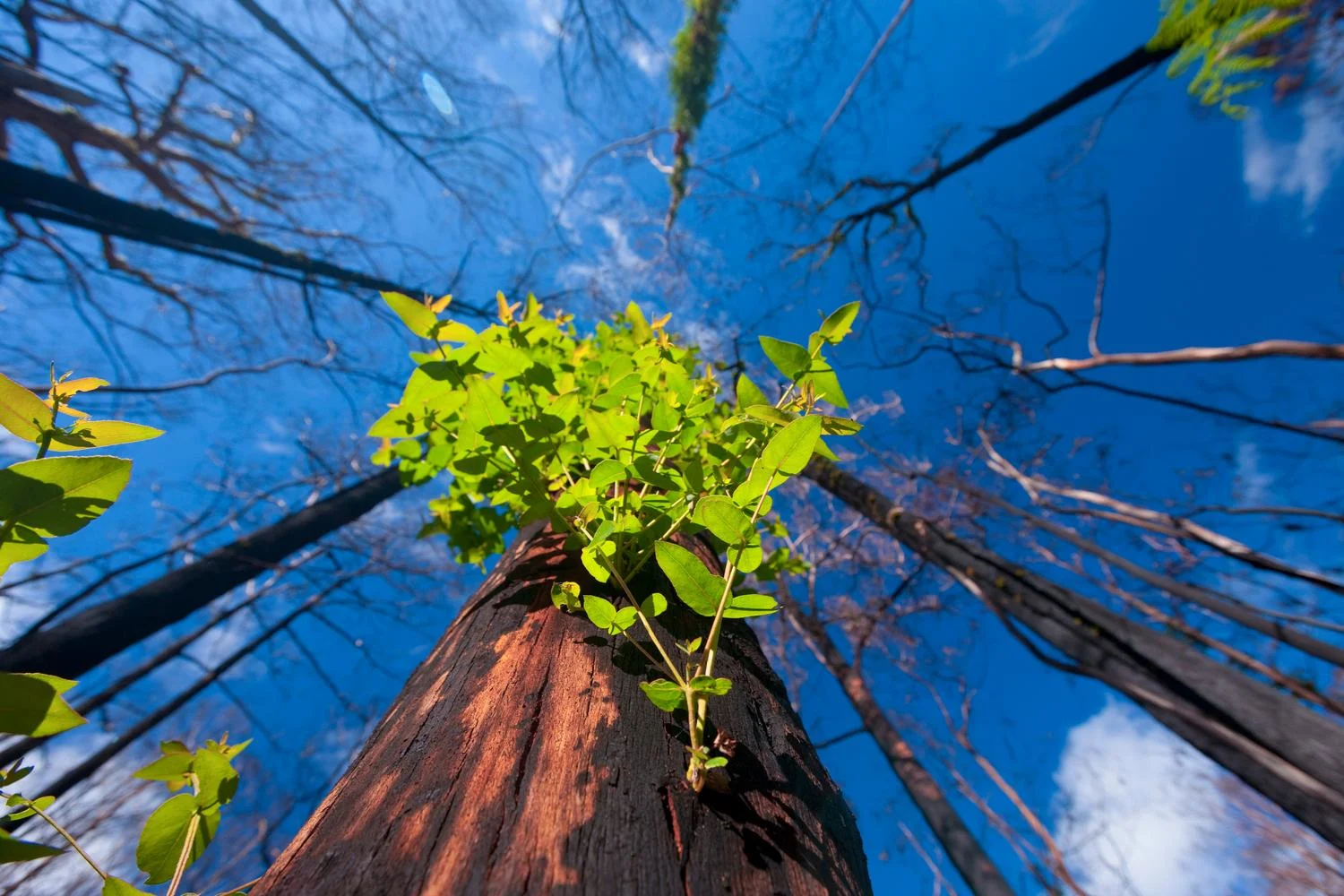 New green shoots on trunk of Eucalypt tree after abushfire.